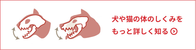 犬や猫の体のしくみをもっと詳しく知る