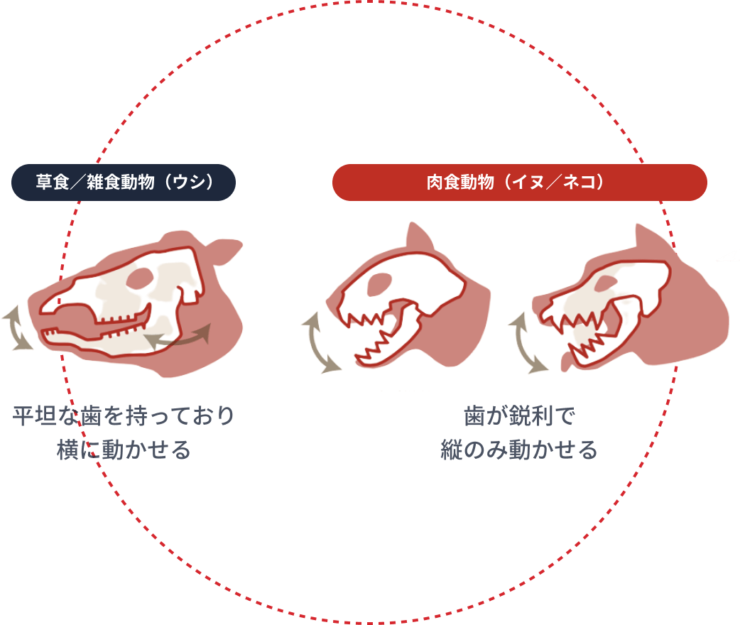 草食/雑食動物(ウシ)は平坦な歯を持っており横に動かせる 肉食動物(イヌ/ネコ)は歯が鋭利で縦のみ動かせる