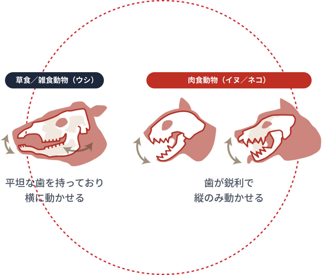 草食／雑食動物（ウシ）は平坦な歯を持っており横に動かせる 肉食動物（イヌ／ネコ）は歯が鋭利で縦のみ動かせる