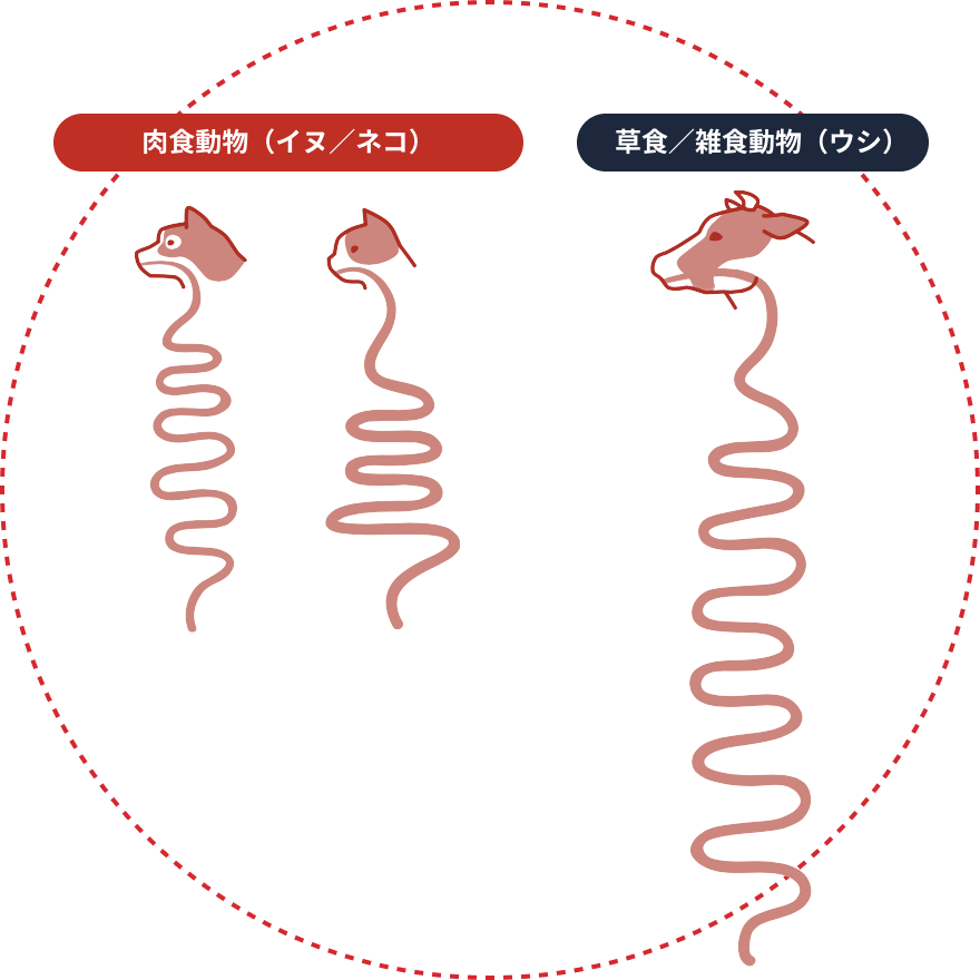 草食／雑食動物（ウシ）は長い腸 肉食動物（イヌ／ネコ）は短い腸