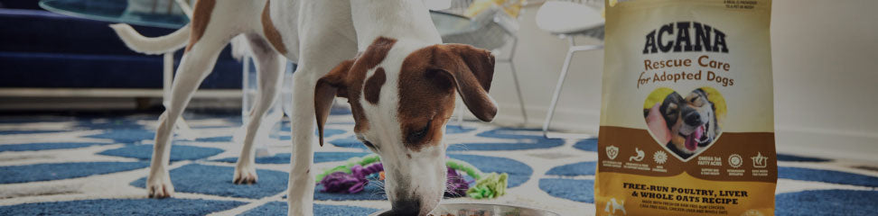 犬・猫は雑食?肉食? イメージ